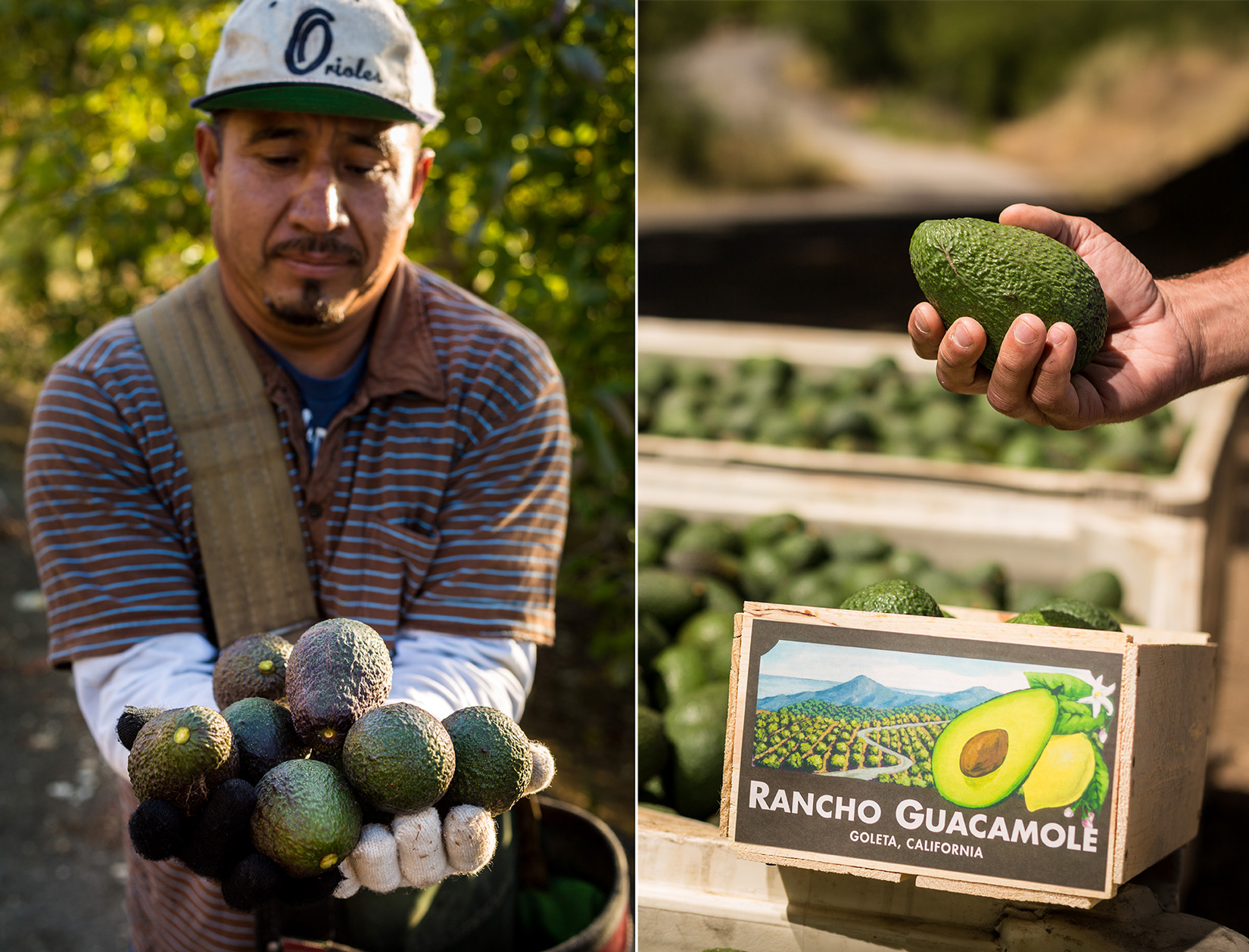 Avocado Farming in Goleta California