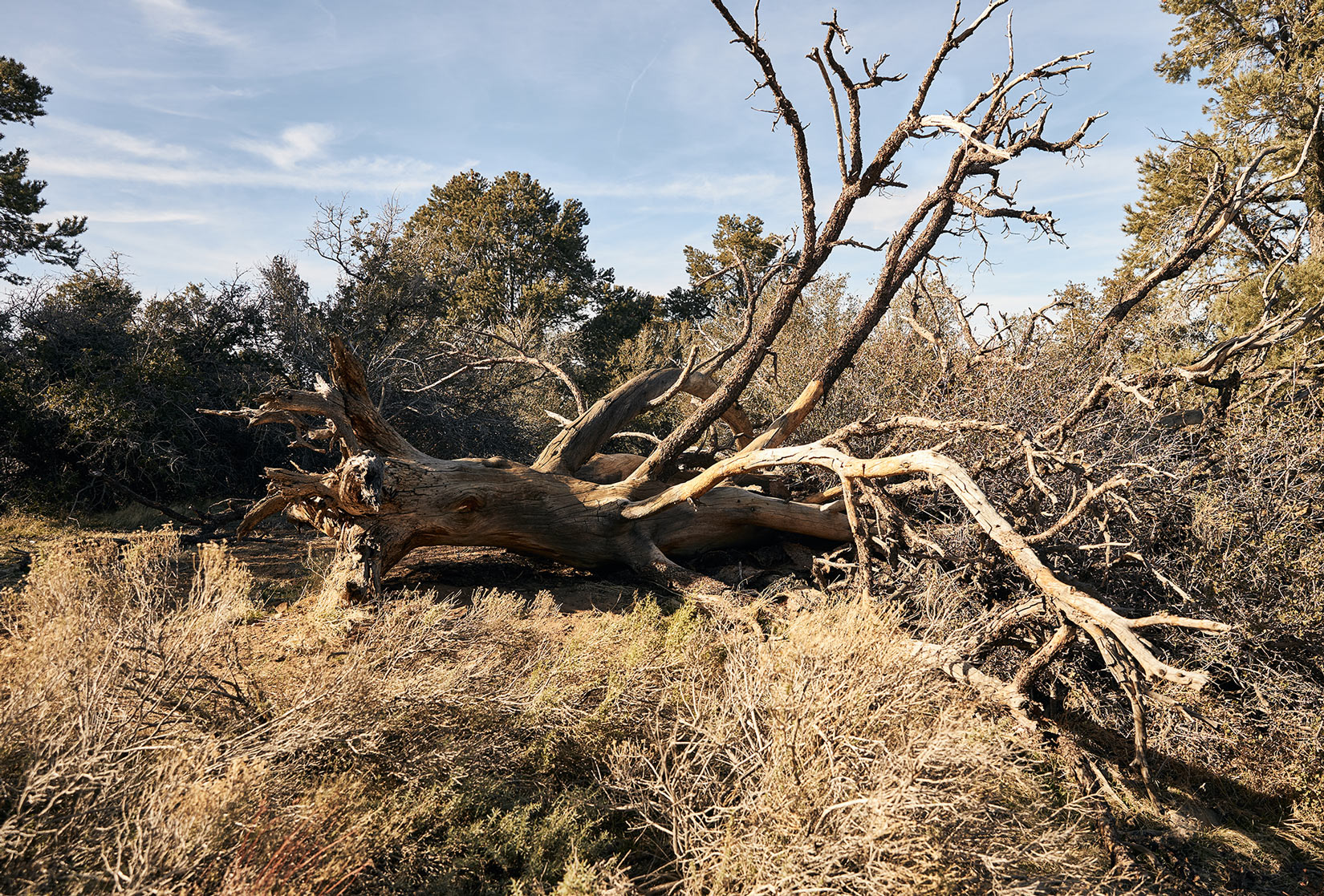 Old Tree leaning in the Mojave Desert
